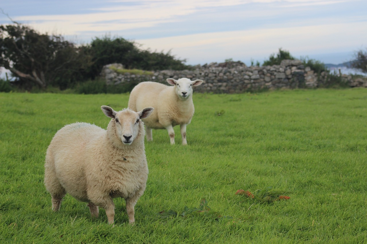 sheep-2954292_1280